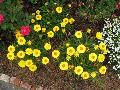 Strawflowers / Helichrysum bracteatum